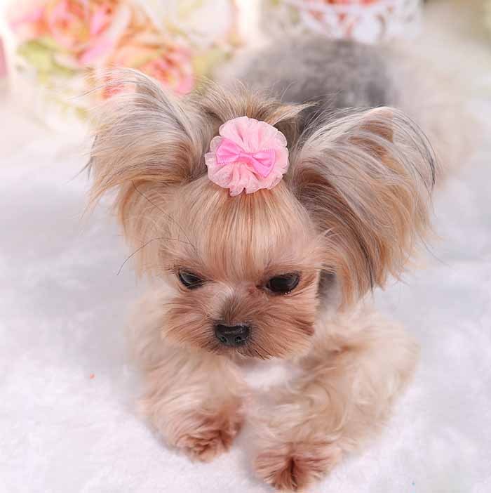 Pet Dog Cute Organza Bubble Hairpin