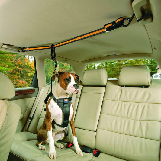 Pet Safety Belt Dual-purpose Car Lanyard